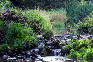 Kaczki pływają po jeziorze w letni słoneczny dzień © Rajtar photography