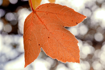 Autumn leaf close-up, venation details on bokeh blurred background.