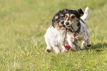Jack Russell Terrier - zwei Hunde spielen intensiv zusammen mit einen Ball 