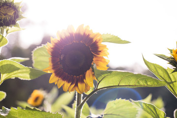 Sunflower in sunshine 