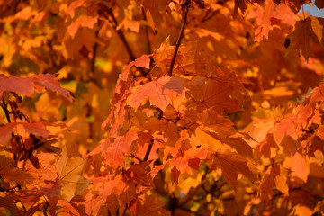 Autumn maple leaves background