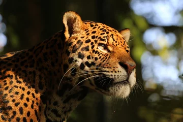 Foto op Plexiglas Jaguar - ZooParc de Beauval © Aimeric D. Photo