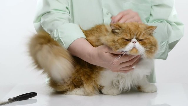 The woman masses and irons long hair of a red beautiful cat of the Persian breed