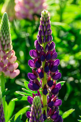 Blue lupinus in the sunny garden