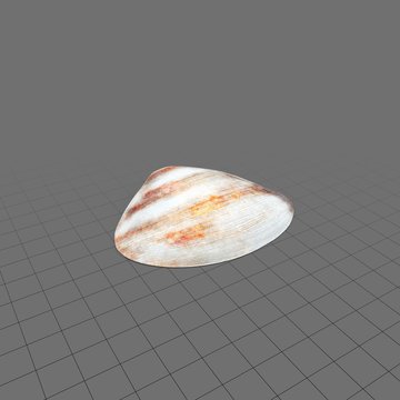 Translucent white clam shell