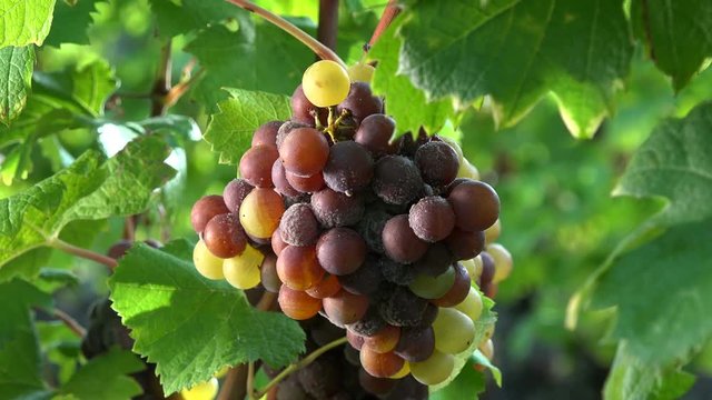 Noble rot of a wine grape, grapes with mold, Botrytis, Sauternes, France