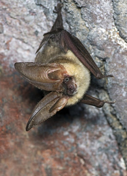 The brown long-eared bat common long-eared bat Plecotus auritus