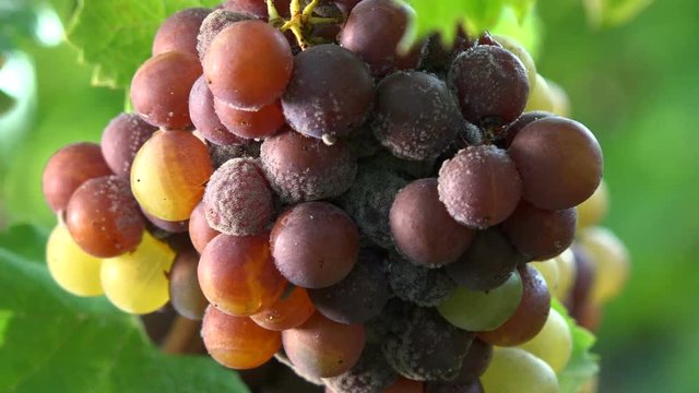 Noble rot of a wine grape, grapes with mold, Botrytis, Sauternes, France