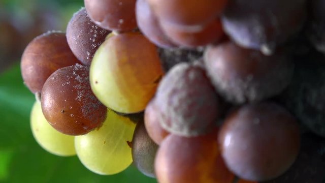 Noble rot of a wine grape, grapes with mold, Botrytis, Sauternes, France
