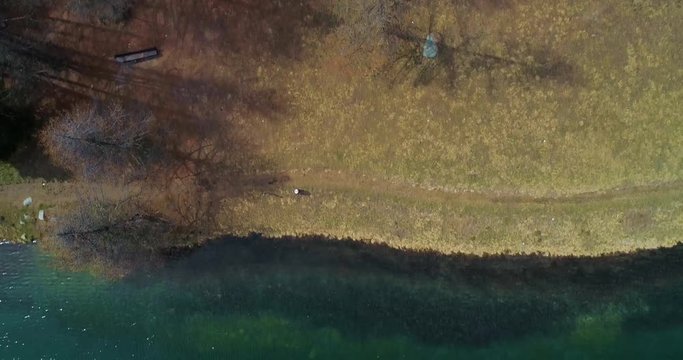 overhead moving forward above clear blue lake coastline and pine fir or larch woods forest in autumn. Fall Alps outdoor nature scape lakes aerial establisher.4k drone flight top view establishing shot