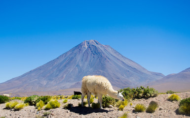Llama in Atacama desert, Chile