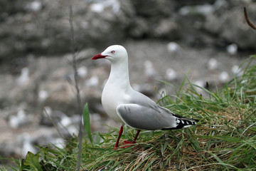 Silver gull