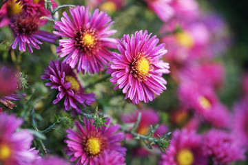 chrysanthemum in the frost in the sun