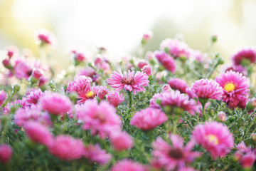 chrysanthemum in the frost in the sun