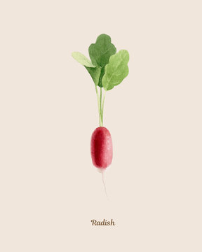 Handpainted watercolor poster with radish