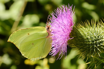 Yellow butterfly on thistle flower. Common brimstone. Gonepteryx rhamni.