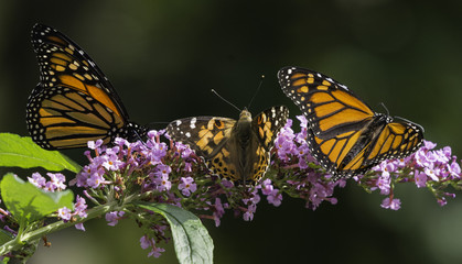 Three Butterflies