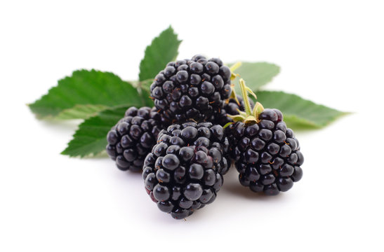 Closeup shot of fresh blackberries.