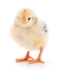 Obraz premium Small yellow chicken