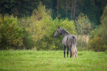 Young andalusian horse on the field