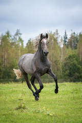 Young andalusian horse running on the field