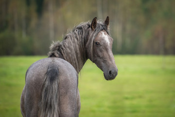 Portrait of young grey andalusian horse looking back