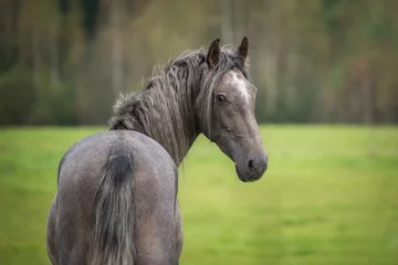 Gordijnen Portrait of young grey andalusian horse looking back © Rita Kochmarjova