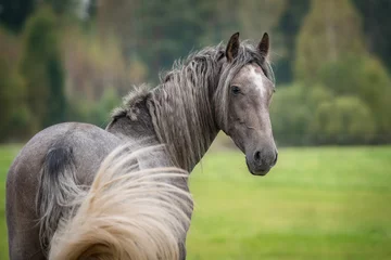 Gardinen Portrait of beautiful grey andalusian horse © Rita Kochmarjova