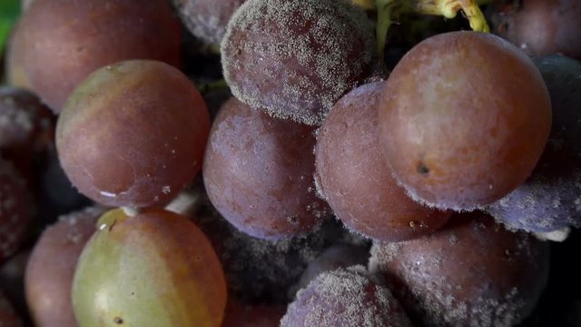 Noble rot of a wine grape, grapes with mold, Botrytis, Sauternes, France