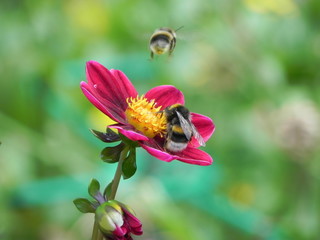 Gartenblume mit zwei Hummeln