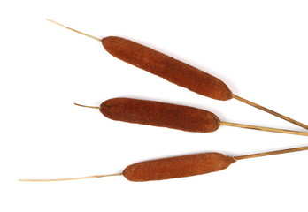 Dry common bulrush, isolated on white background, top view © dule964
