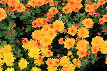 riot of bright autumn flowers