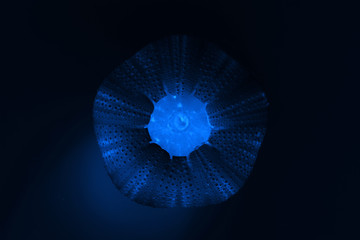 shell of the sea urchin Echinoidea, computer processing