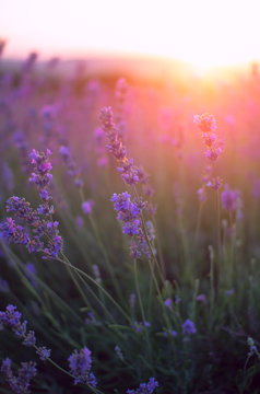 Lavender field at summer, during sunset.