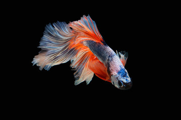 The moving moment beautiful of siam betta fish in thailand on black background. © Soonthorn