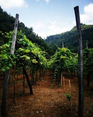 Fototapeta na wymiar Rows of grapes in a Winery