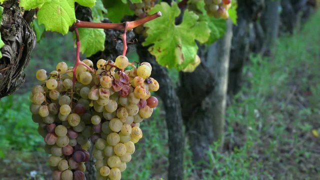 Noble rot of a wine grape, grapes with mold, Botrytis, Sauternes, France