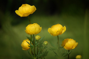 Kaczeńce © Ola i Eryk