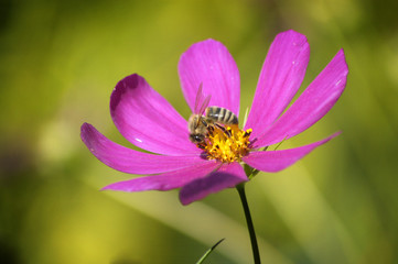 Fototapeta Pszczoła na kwiecie obraz