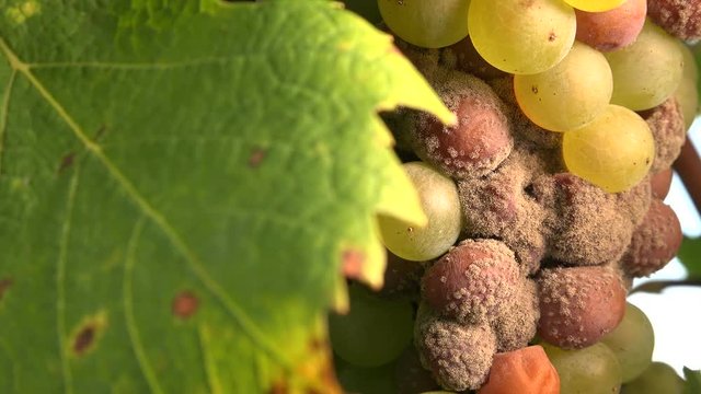 Noble rot of a wine grape, grapes with mold, Botrytis, Sauternes, France