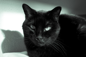 Black cat with lump on muzzle