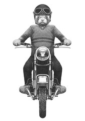 Fototapeta premium Least Weasel rides motorcycle. Hand drawn illustration.