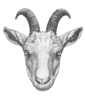 Portrait of Goat. Hand-drawn illustration.