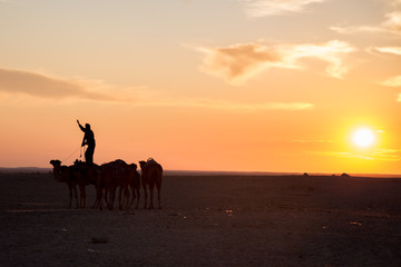 Camel puller standing on camel back in the desert at sunset