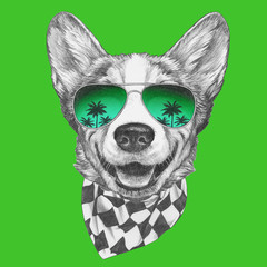 Portrait of Pembroke Welsh Corgi with glasses and scarf. Hand-drawn illustration.
