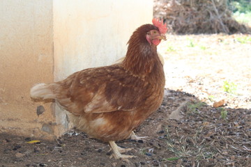Laying hen. Free chicken