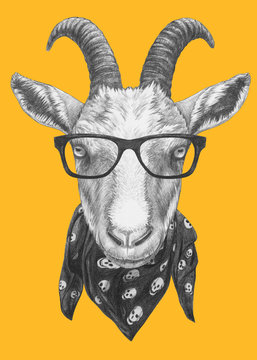 Portrait of Goat with glasses and scarf, hand-drawn illustration