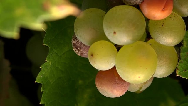 Noble rot of a wine grape, grapes with mold, Botrytis, Sauternes, France
