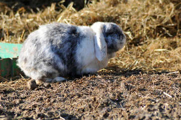 lapin