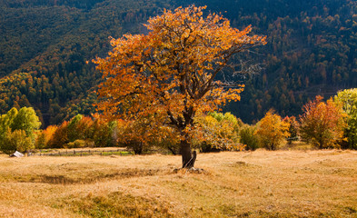 beautiful autumn scene in Apuseni mountains, Carpathians, Romania